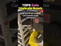 TOP5 Cats Unbelievable Moments