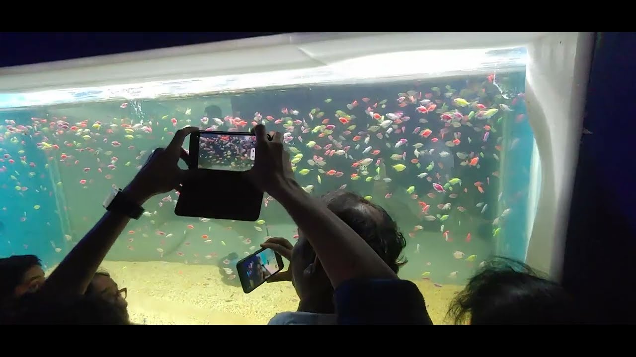 Way To Kukatpally Aquarium ExpoThe newly opened underwater tunnel