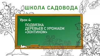 Подвязка деревьев с урожаем «зонтиком». Школа садовода. Урок 4