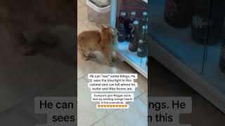 Reggie the blind kitten update. 11/29/2025😊 #cats #catdad #kitten #pets #catshorts