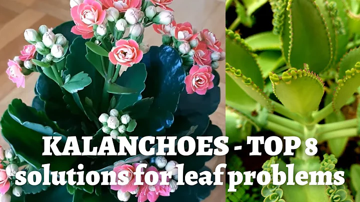 Kalanchoe Plant Care - Top 8 reasons for leaf problems - DayDayNews