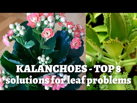 Video: Why do Kalanchoe leaves turn yellow? houseplant care