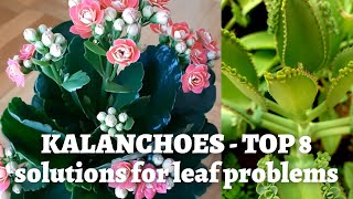 Kalanchoe Plant Care - Top 8 reasons for leaf problems