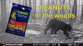 One Bear Eats 4kg of Peanuts in One Sitting