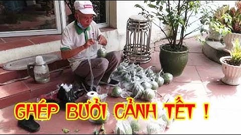 ghép quả bưởi cảnh chơi tết đạt 100% vào thánh 4 âm lịch