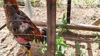 COISA SIMPLES QUE DEU CERTO VEJA COM ATENCAO FICOU SUFICIENTE