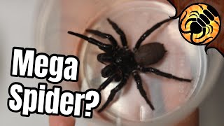 Reacting To Viral Australian Spider Videos