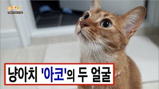 사나운 개냥이가 있다? 고양이 '아코'가 냥아치가 된 이유