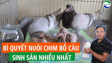 Bí quyết nuôi Chim Bồ Câu sinh sản đẻ nhiều nhất | Sớm thành công nhờ cách nuôi này