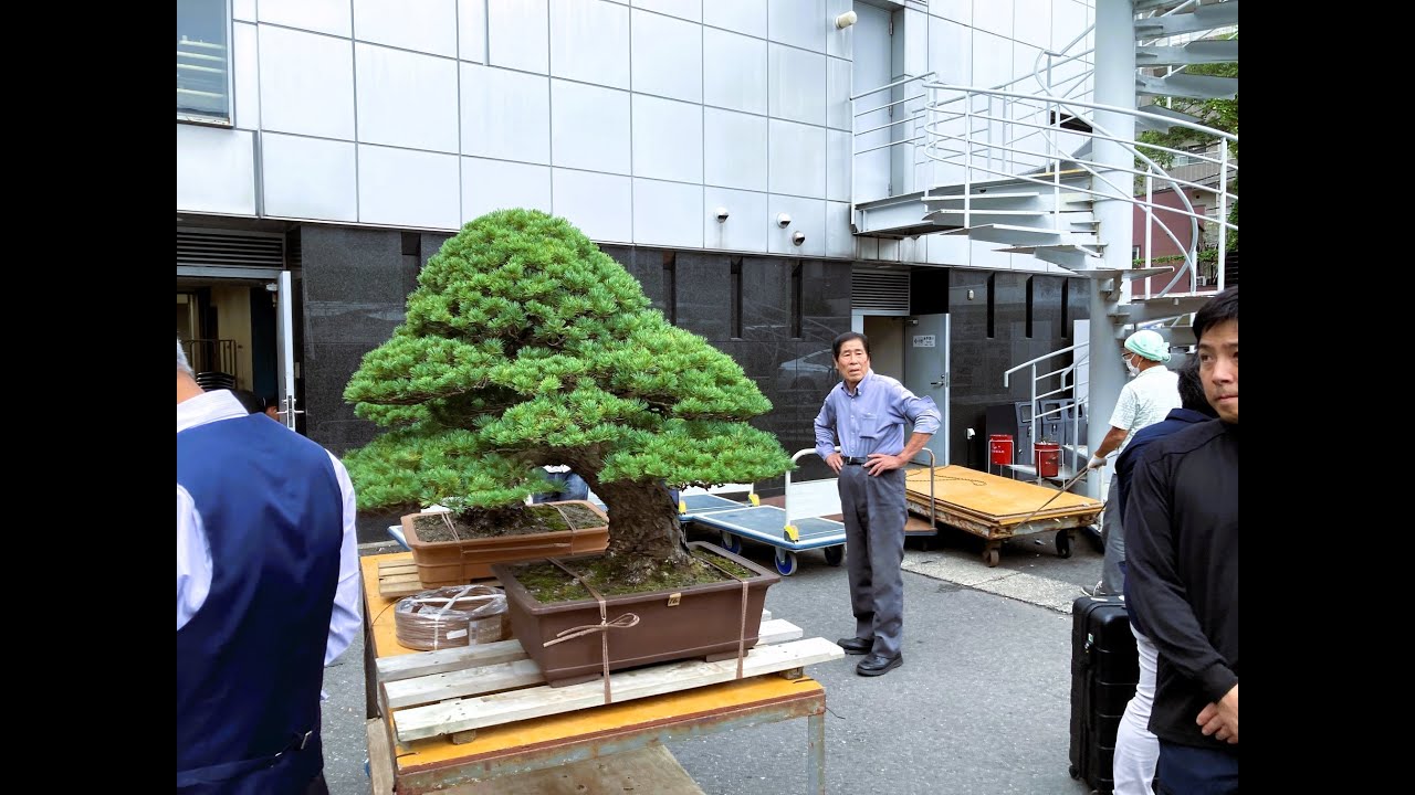 Bonsai for sale (with price tags) at the Ueno Green Club 2023 and Master Kimura [Pt.1]