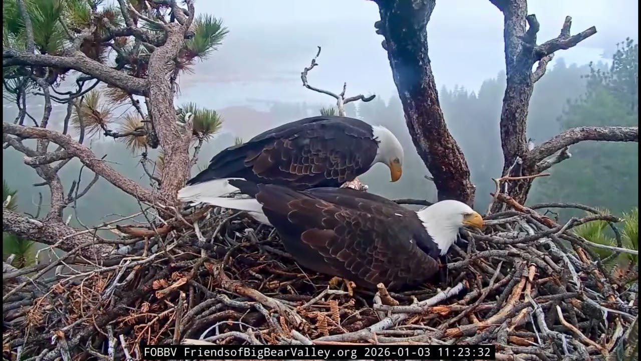 Jackie & Shadow- Big Bear Eagle Nest❤️01/03/26