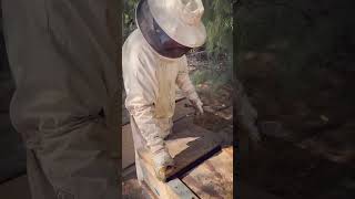📲🐝 Download the Smart Bee App for FREE and take your beekeeping to the next level!#SmartBeeApp