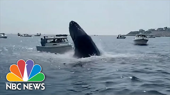 Watch: Video Shows Moment Whale Surfaces, Lands On Small Boat - DayDayNews