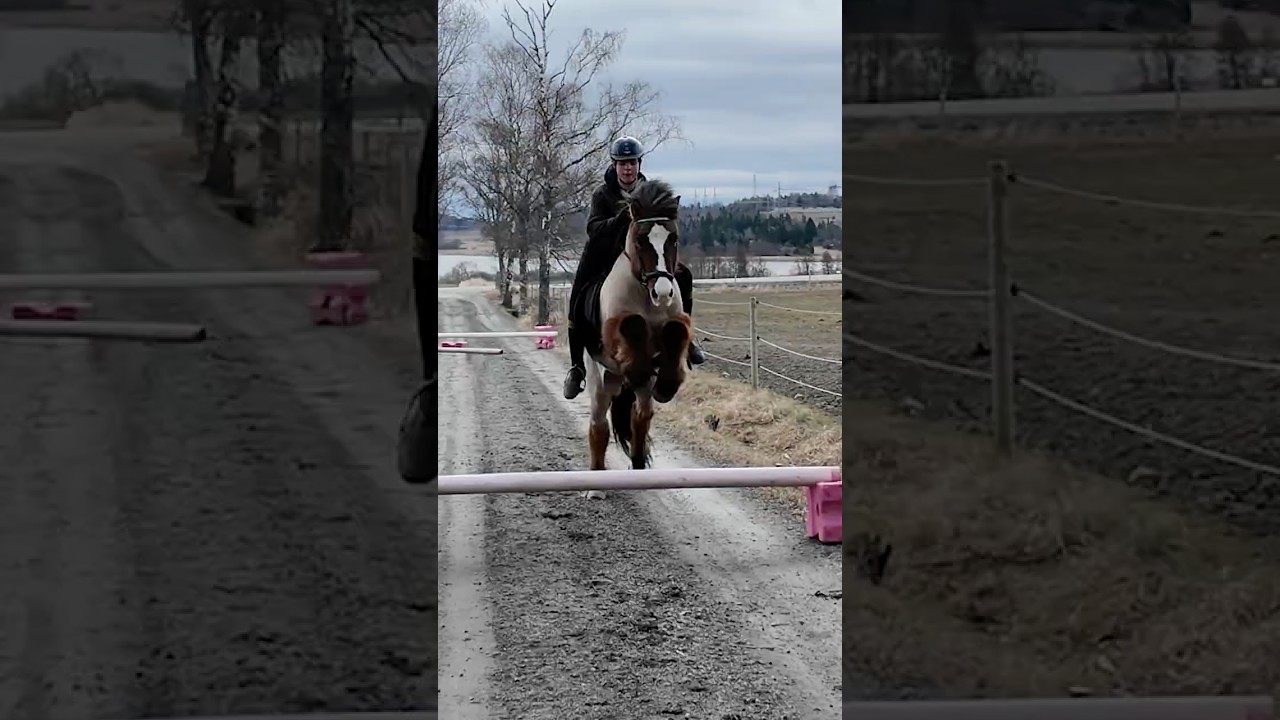 islandshästar kan hoppa 