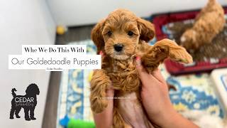 How to Stop Goldendoodle Puppy Biting & Teach Calm (Goldendoodle Training Routine)