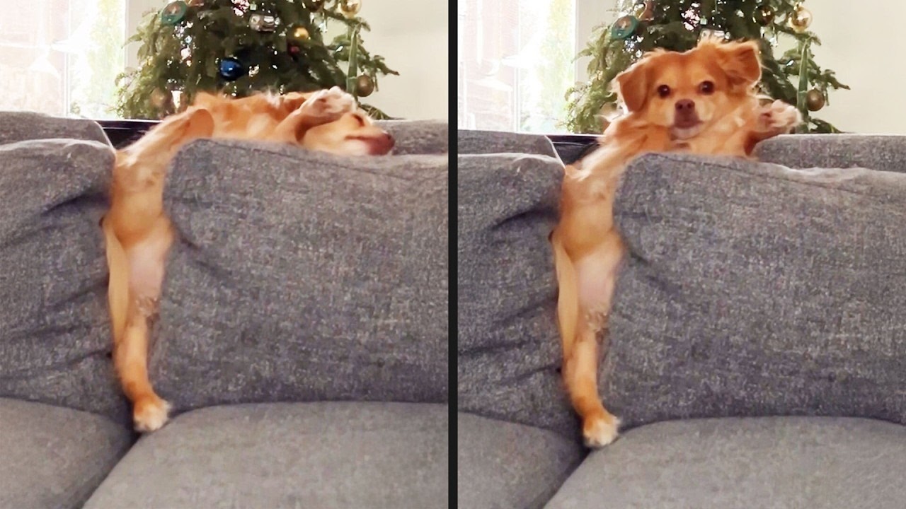 Dogs Can't Talk But Still Funnier Than The Comedians 😂🐶