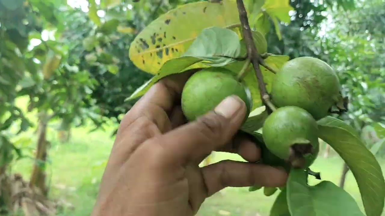 going to angul in moter sarvice canter Part 2 