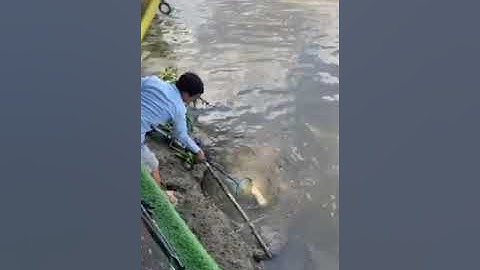 cá trê sông sài gòn