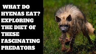 What Do Hyenas Eat? Exploring the Diet of These Fascinating Predators