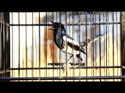 Test Vokal Kacer Mawar Hitam Habis Gantang Juara 1 