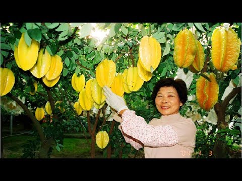 Star Fruit (Carambola) Farm And Harvest - Star Fruit Juices Processing Technology