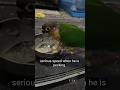 My Morning Alarm Koko, Choco, Mighty & Duffy Bhaiya #trending #conure #viral