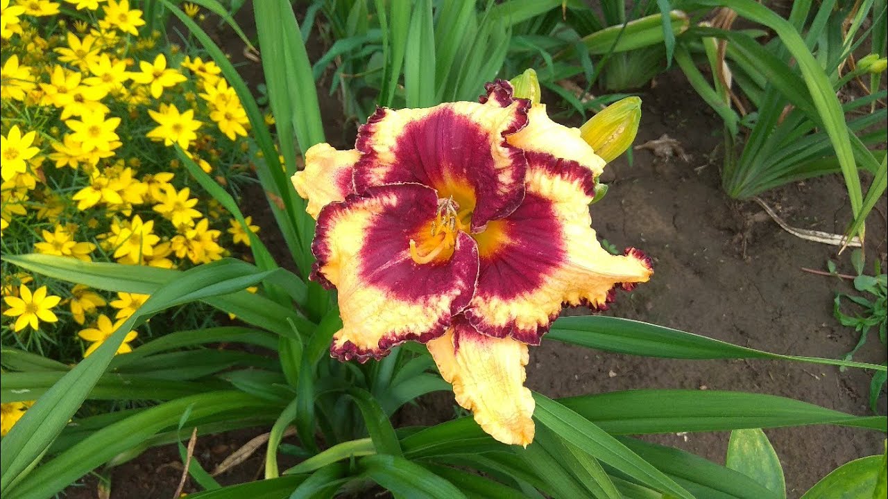 169-36. Moussaka Муссака Лилейник