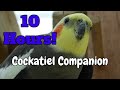 Cockatiel Companion 10 HOURS of Cockatiel and other birds sounds. No humans.