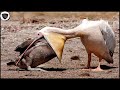 8 Scariest Moments Bird Devouring Its Prey