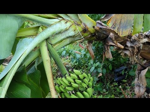 Backyard Farmer Pat is live! Hurricane Milton Damage