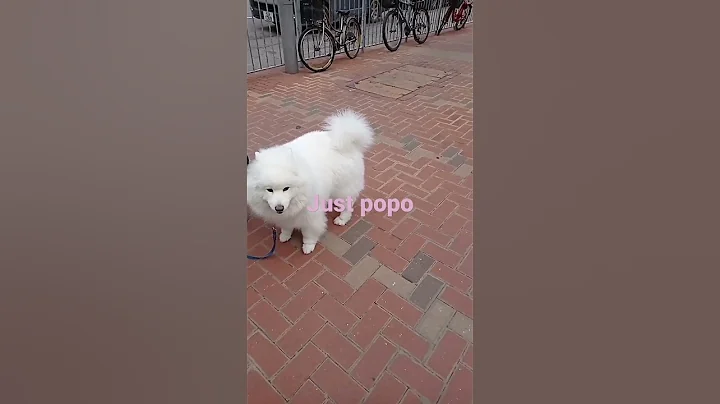 dog just finish popo