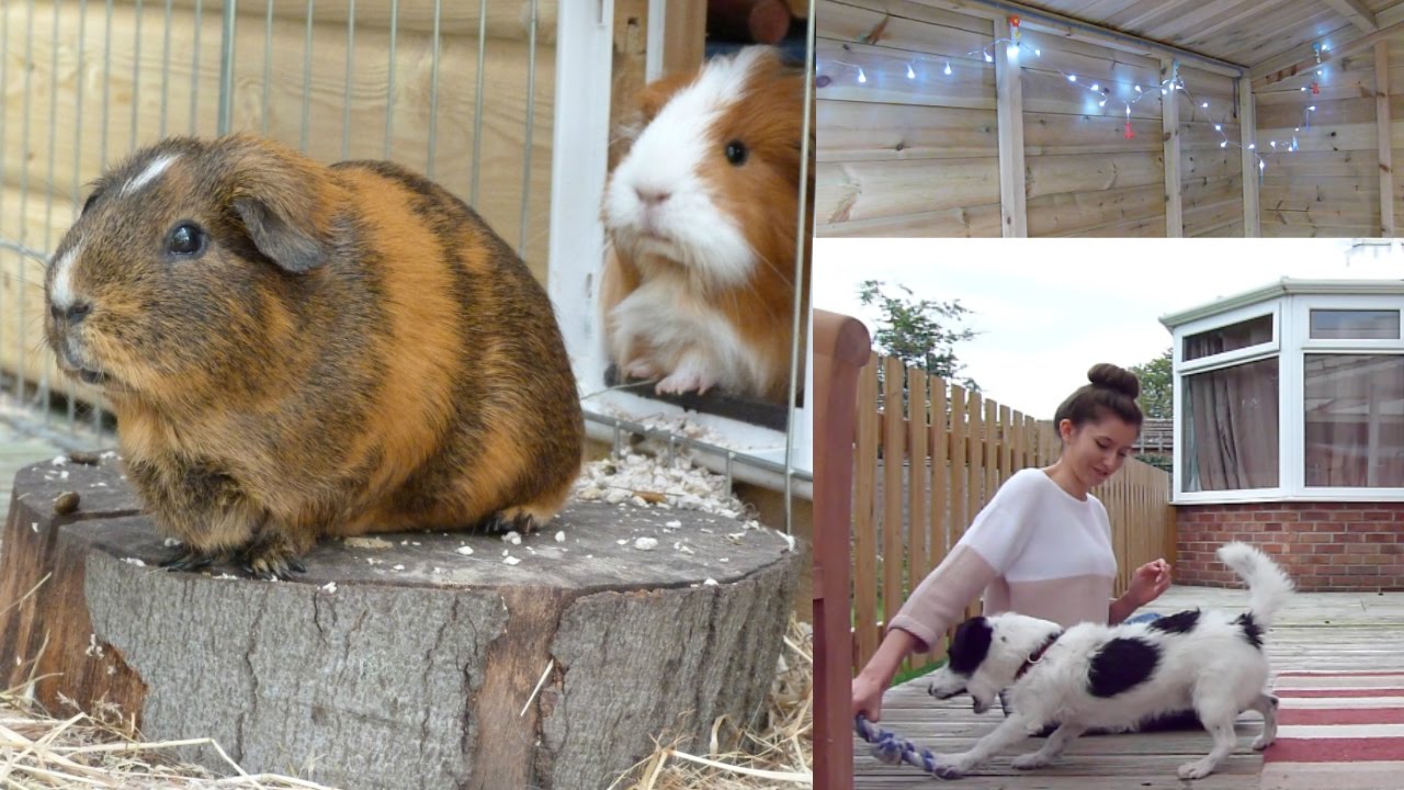 Updates, Vegan Food & Cute Pets YouTube