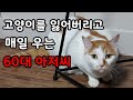 60대 오토바이 배달하는 아저씨를 울게만든 고양이 '밍키'[고양이탐정]How to find a lost cat