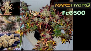 ปลูกกัญชาออโต้ Strawberry Gorilla Auto           @MarsHydro_official Fc6500