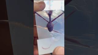 Making a Wax Acorn