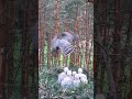 #goshawk #wildlife #nest #birds #hunting #animals #nature #eagle #birdofprey