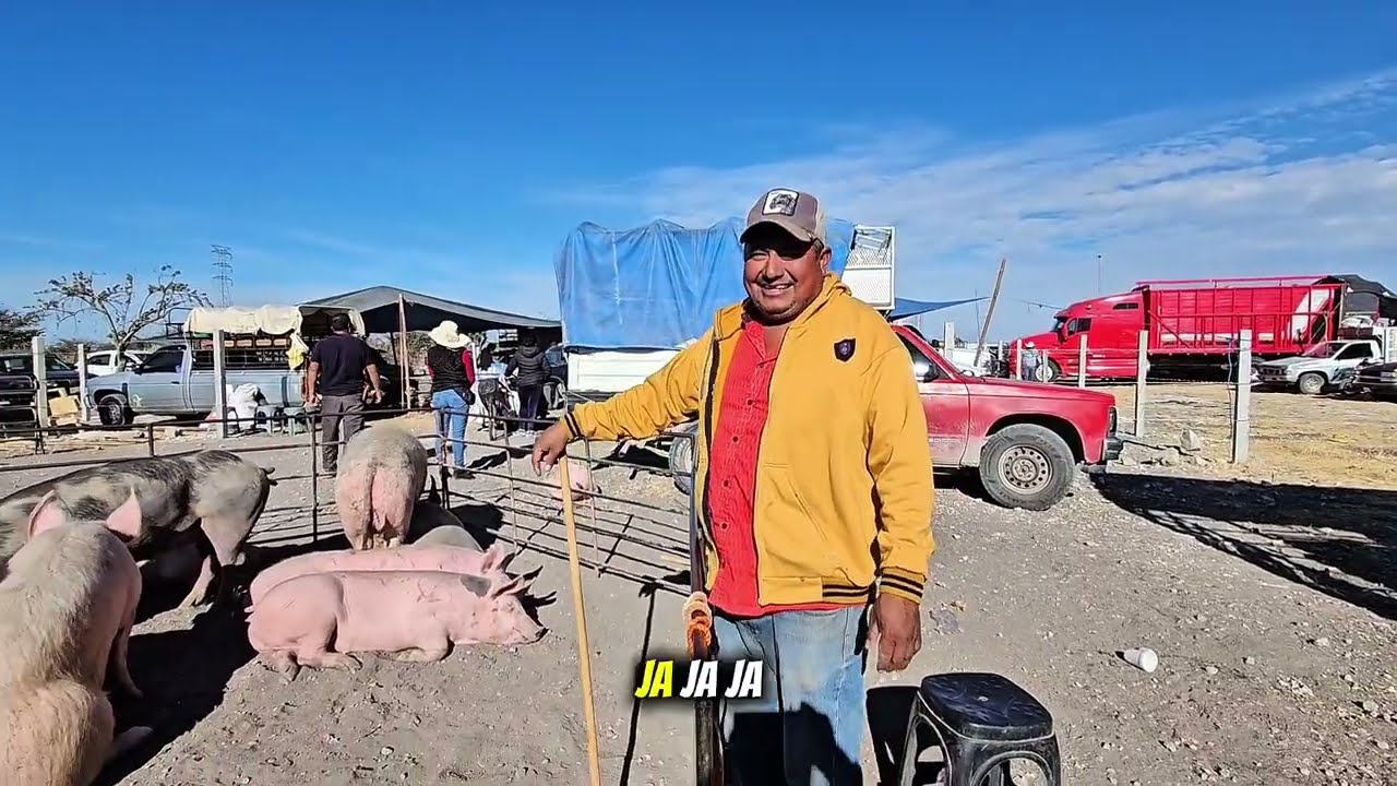 ¿Cuánto cuesta una vaca en Tepexi? ¡Sorprendente!
