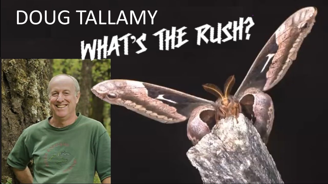 Doug Tallamy 2024: 