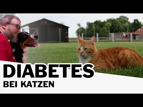 Video: Diabetes Bei Katzen