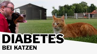 Diabetes in Cats