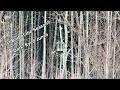 First Song Birds Of The Season Spring Has To Be Around The Corner 