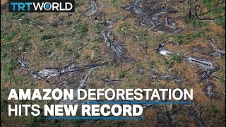 Deforestation in Brazil's rainforest hits new record in January