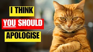 How to apologise to your cat | Tell your  cat you are sorry