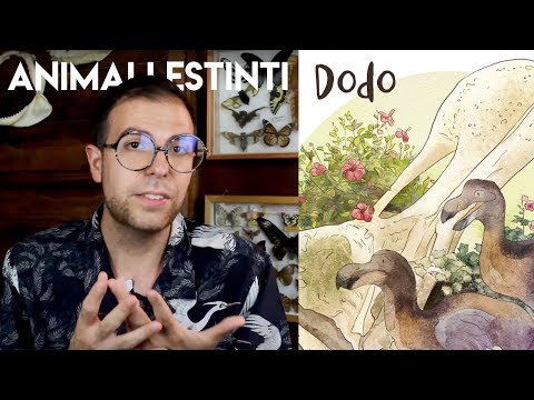 Video: Quando si è estinto il dodo?
