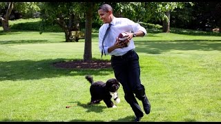 Portuguese Water Dog - Chó Của Nhà Obama by Chó Cưng (Dog Lover) 12,911 views 7 years ago 1 minute, 57 seconds