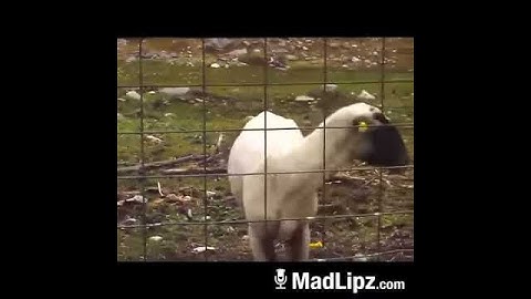 La mia capra!!!!!!😎😎😎😎😎😎😎
