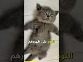 وضعيات نوم القطط ومعانيها 