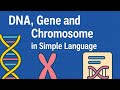 🧬 Understand DNA, Gene, Chromosome in Simple Language | Basic Genetics Explained(Dubbed in English)