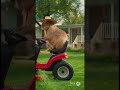 Capybara on a lawnmower