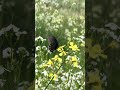 Una hermosa mariposa #mariposas